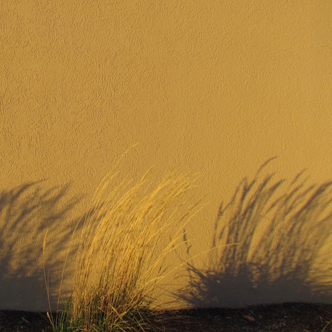 Porya_Hatami_Shallow